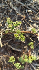 Desmanthus illinoensis