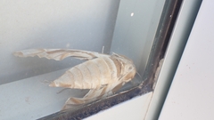 Daphnis nerii