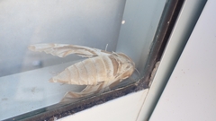 Daphnis nerii