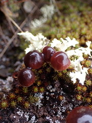 Deconica