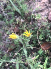 Croptilon divaricatum