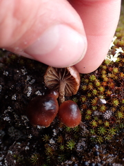 Deconica