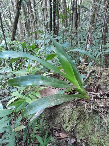 Aeranthes caudata Rolfe 4