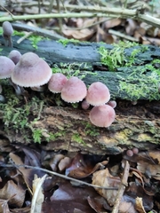 Mycena haematopus