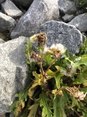 Tephroseris palustris