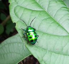 Chrysocoris