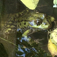 Pelophylax