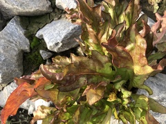 Tephroseris palustris