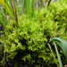 Threeranked Humpmoss - Photo (c) Belinda Lo, some rights reserved (CC BY-NC-SA), uploaded by Belinda Lo