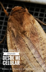 Phaegopterina