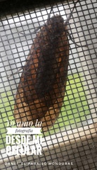 Phaegopterina