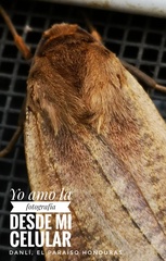 Phaegopterina