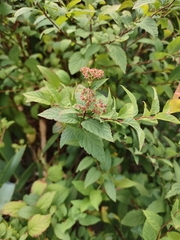 Spiraea japonica