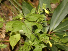Melampyrum