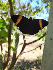 Adelpha melanthe