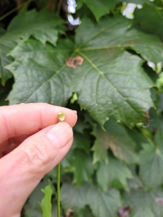 Acer platanoides