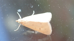 Achyra nudalis