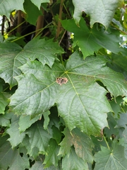 Acer platanoides