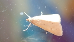 Achyra nudalis