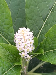 Phytolacca acinosa