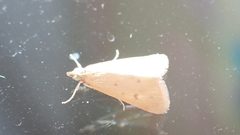 Achyra nudalis