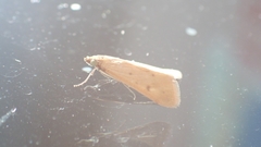 Achyra nudalis
