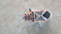 Graptostethus servus