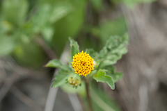 Bidens pilosa pilosa