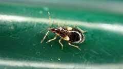 Anthocoris nemorum