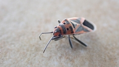 Graptostethus servus