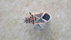 Graptostethus servus