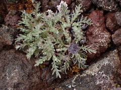 Phacelia sericea