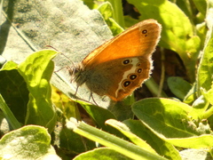 Coenonympha arcania