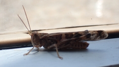 Oedaleus senegalensis