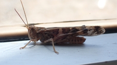 Oedaleus senegalensis