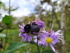 Bombus pauloensis