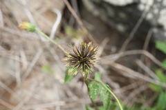 Bidens pilosa pilosa