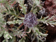 Phacelia sericea