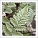 Eaton's Lipfern - Photo (c) Gary Nored, some rights reserved (CC BY-NC)