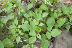 Bidens pilosa pilosa
