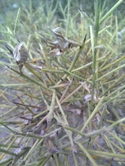 Lycopodium deuterodensum
