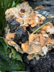 Laetiporus sulphureus