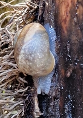 Helix pomatia