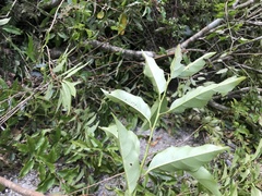 Itea