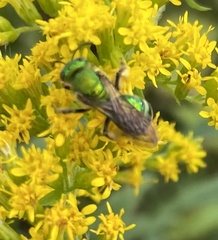Agapostemon sericeus