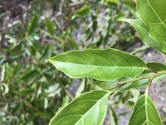 Itea
