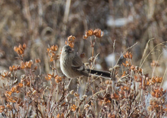 Carpodacus sibiricus