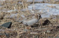 Montifringilla davidiana