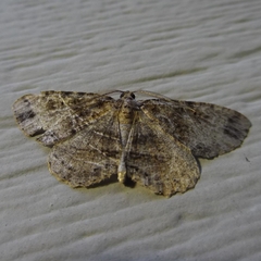 Melanolophia