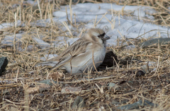 Montifringilla davidiana